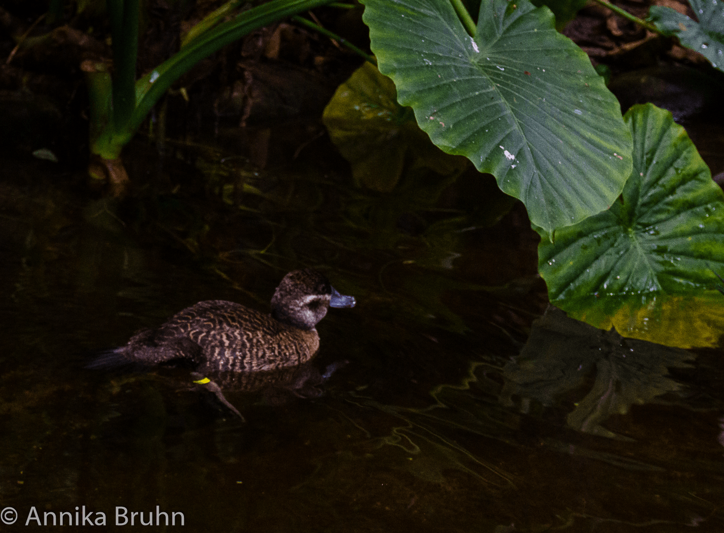 Kleine Ente